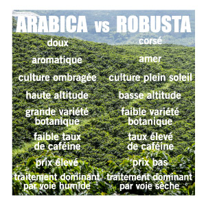 QUELLES DIFFRENCES ENTRE CAF ARABICA ET CAF ROBUSTA ?